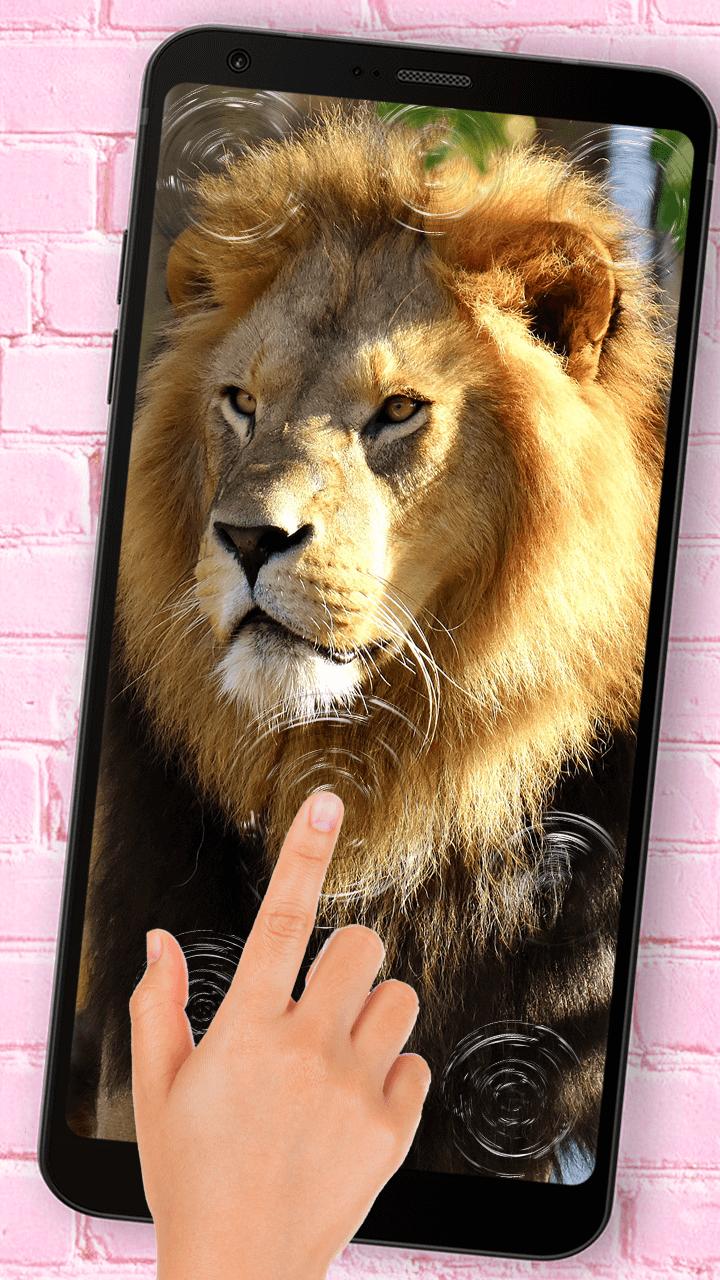 Lion Roar Magic Touch Live Wallpaper APK for Android Download Lion Roar Magic Touch Live Wallpaper APK for Android Download
