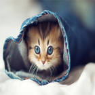 صور قطط جميلة biểu tượng