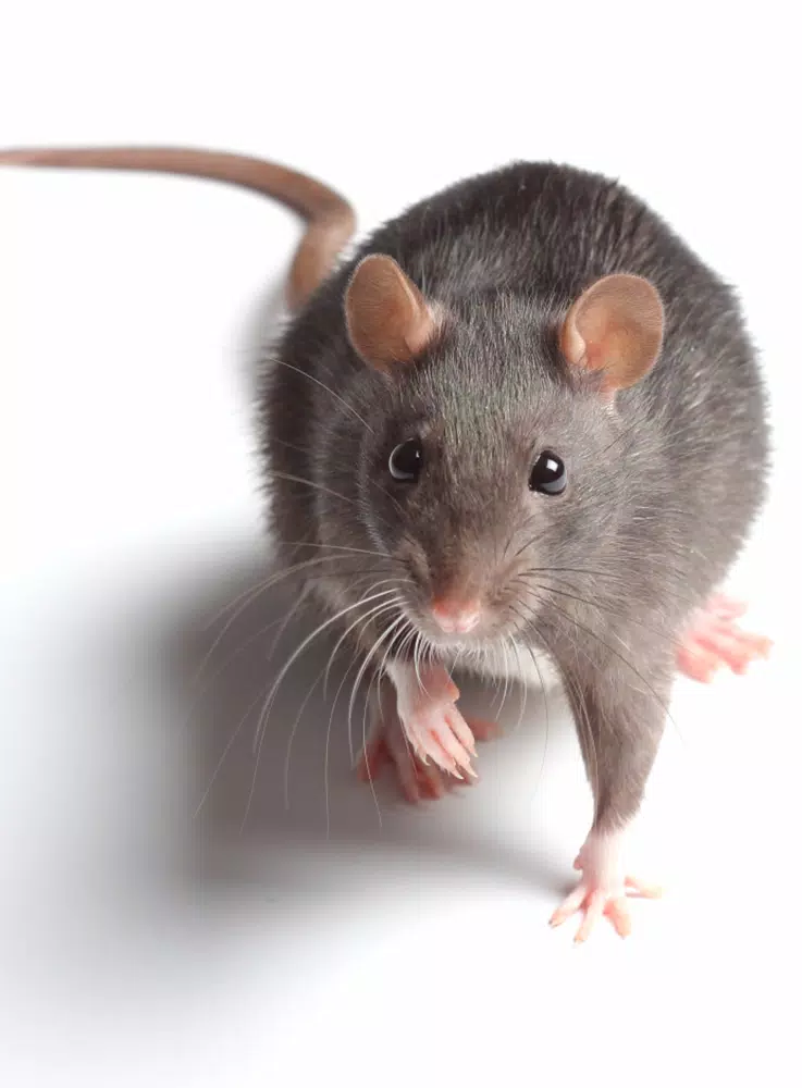 Mouse and Rat Sounds APK for Android Download Mouse and Rat Sounds APK for Android Download