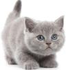 Cute Cats Wallpaper APK