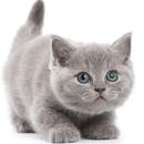 Cute Cats Wallpaper APK