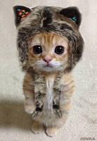 Cute Cats Wallpaper 截图 1