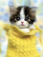 Cute Cats Wallpaper 截图 2