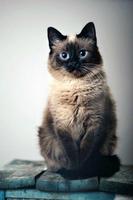 Cute Cats Wallpaper 截图 3