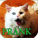 Prank Cat Asks For Food APK