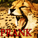 Prank Angry Cheetah APK