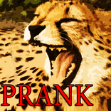 ”Prank Angry Cheetah