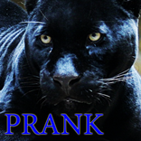 ”Panther leopard animal sounds