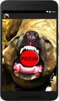 pitbull cão com raiva imagem de tela 2