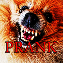 Prank Angry Dog APK