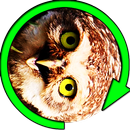Owl Spinner Prank APK