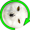 White Owl Spinner Prank APK