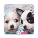 Cute Puppy HD Wallpaper APK