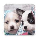 Cute Puppy HD Wallpaper aplikacja