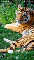 Tiger Live Wallpaper اسکرین شاٹ 1