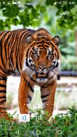 Tiger Live Wallpaper اسکرین شاٹ 3