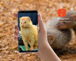 Mongoose Calls پوسٹر