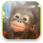 ikon Baby Monkey Live Wallpaper