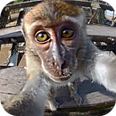 Monkey Sees You Live Wallpaper-APK