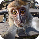 Monkey Sees You Live Wallpaper icône