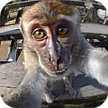 Monkey Sees You Live Wallpaper