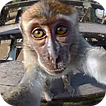 Monkey Sees You Live Wallpaper