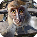 Monkey Sees You Live Wallpaper APK