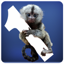 MonQ - Memory Game APK