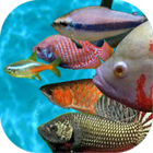 Tropical fish racing game icône