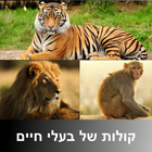 קולות של בעלי חיים biểu tượng