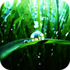 Morning dew on the grass LWP APK