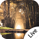 Morning Forest Pond Live Wallpaper APK