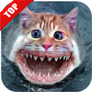 Funny pictures APK