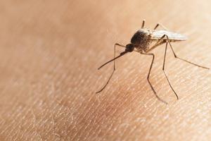 Anti-Mosquito Sound Repellent  Prank Affiche