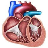 EchoCardio icône