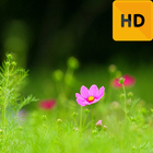 Grass Macro HD FREE Wallpaper アイコン
