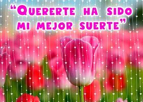 Frases de amor con hermosos tulipanes पोस्टर