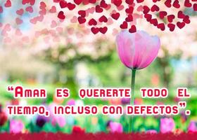 Frases de amor con hermosos tulipanes تصوير الشاشة 3