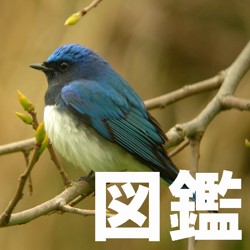 野鳥図鑑