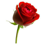 Calaf iyo Jacayl Best App 圖標