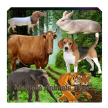 Animals Mamalia Type