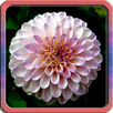 free mandalas for adults APK