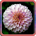 bezpłatne mandale dla dorosłych