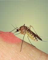 Mosquito Sound Effects gönderen
