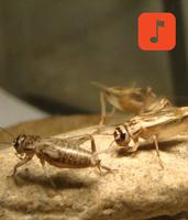 Cricket Sounds 海报