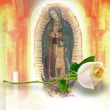 aire de la rosa de guadalupe