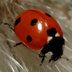 Ladybug - Live Wallpaper