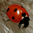 آیکون‌ Ladybug - Live Wallpaper