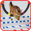 APK How to train a cat
