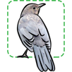 British Birds APK